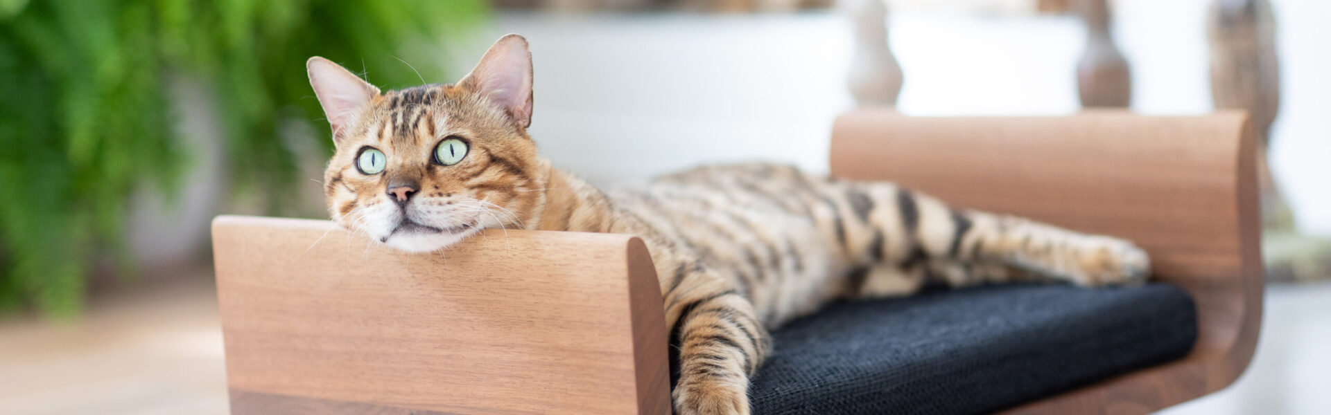 CAT'S BEST ÖkoPlus - cat litter - Theodor Backs GmbH