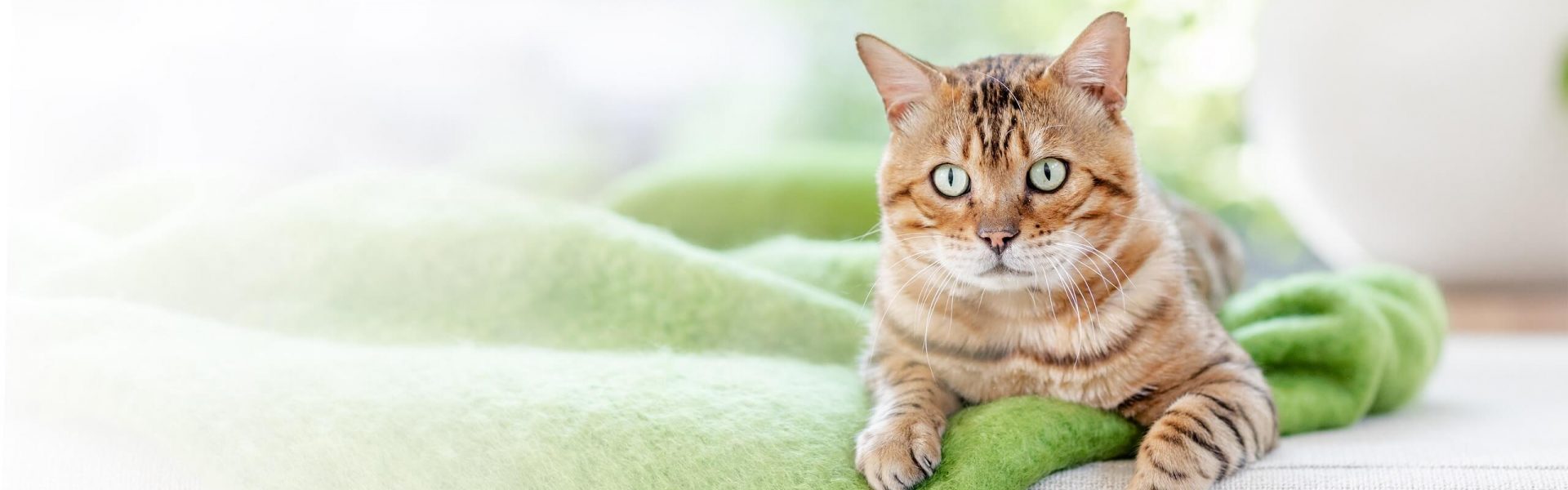 Cat's Best, the first cat litter that combines nature and high