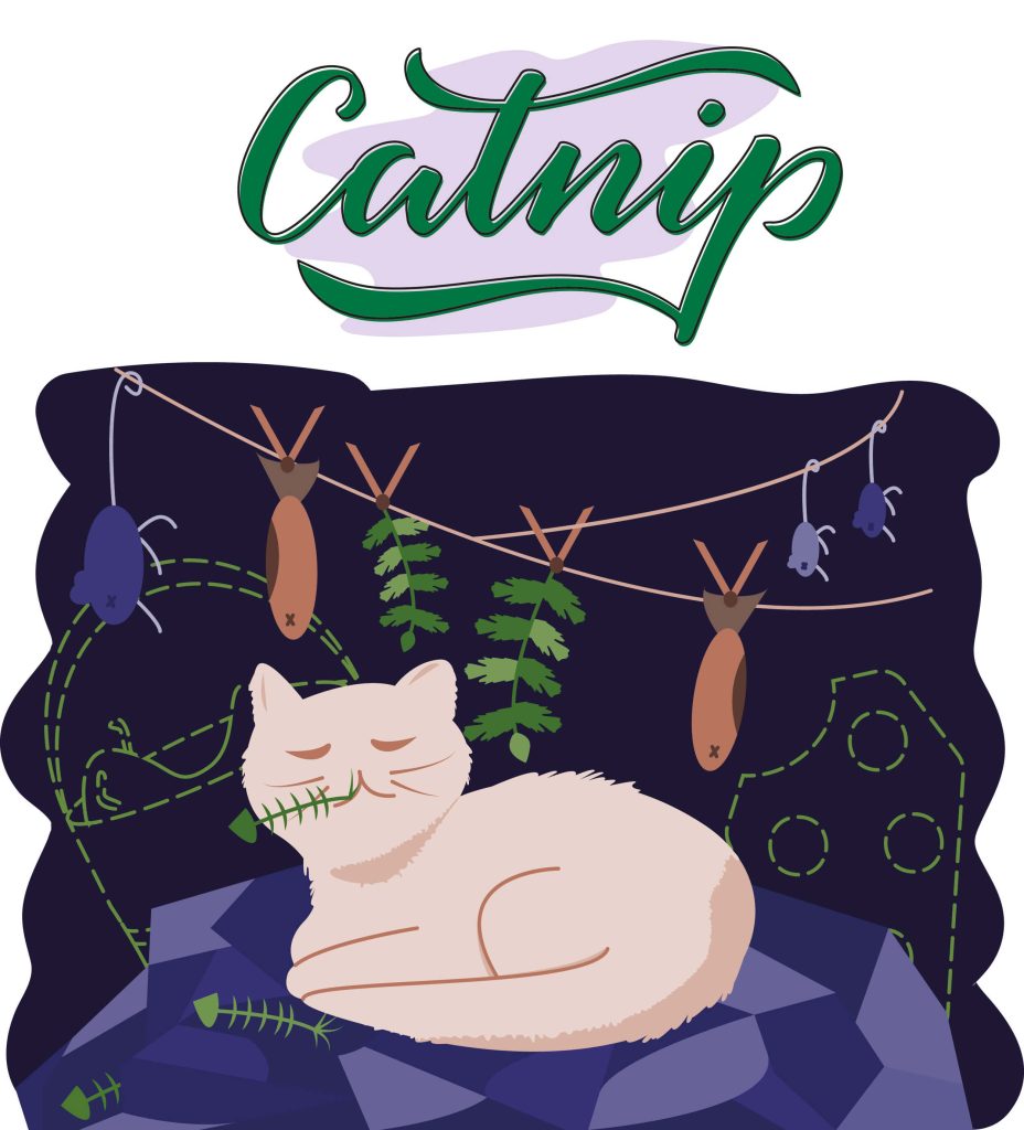 Catnip 猫