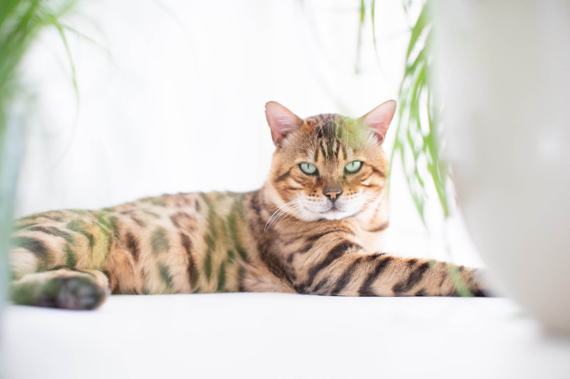 Bengal | Cat’s Best