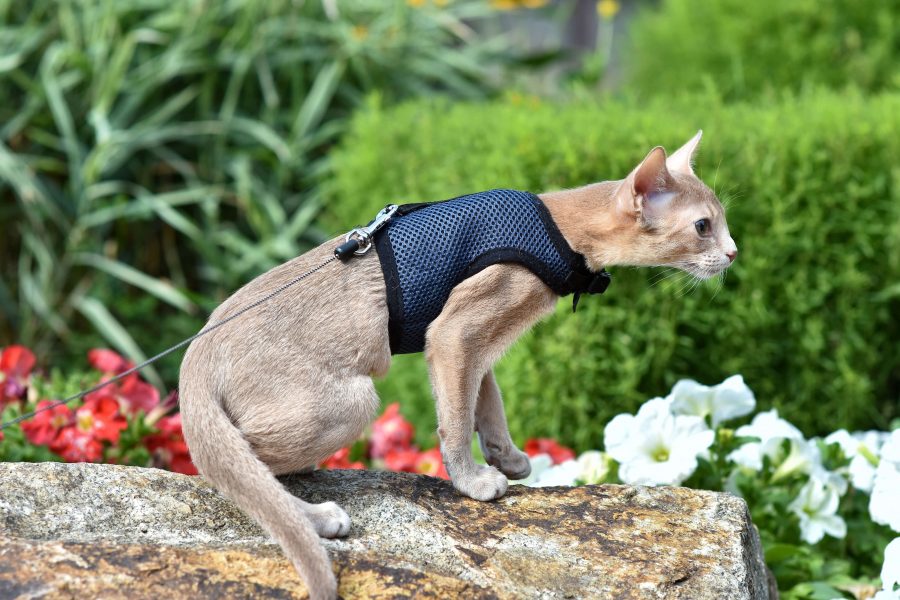 Sollte man Katzengeschirr und Katzenleine verwenden? Cat