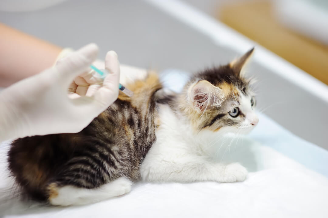 Katzenbabys: Was Sie Bei Anschaffung Und Erziehung Beachten Müssen ...