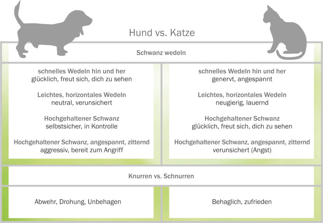 Katzensprache Verstehen - So Deuten Sie Das Verhalten Ihrer Katze | Cat ...