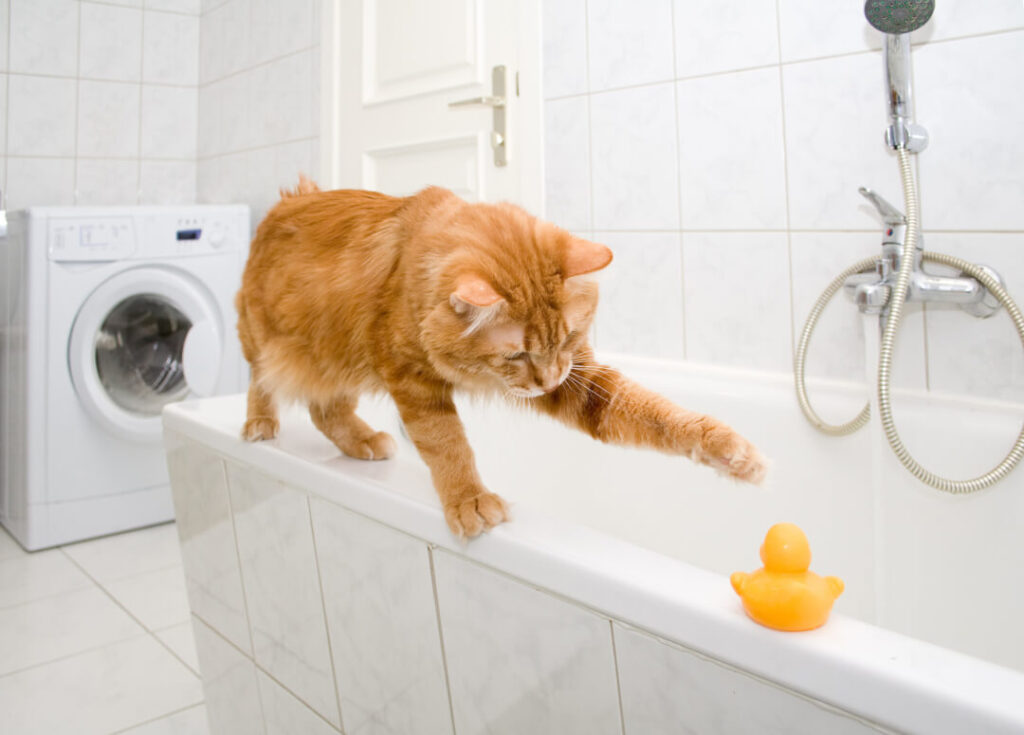 Cat Baths Things To Know When Washing Your Cat Cats Best